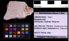 Foto (Objekt + Etiketten) von Decapoda indet. (NHMW-GEO-1990-0041-0353)